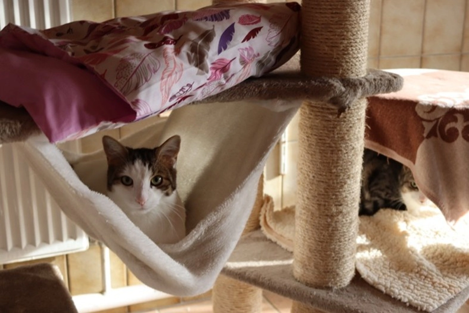 Katze von Tierschutzverein Pforzheim und Umgebung e.V