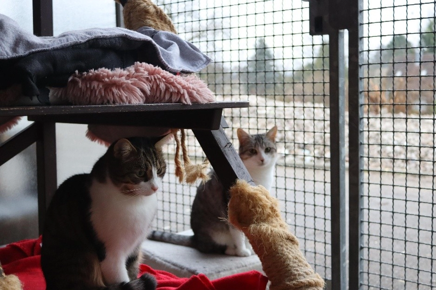 Katze von Tierschutzverein Pforzheim und Umgebung e.V