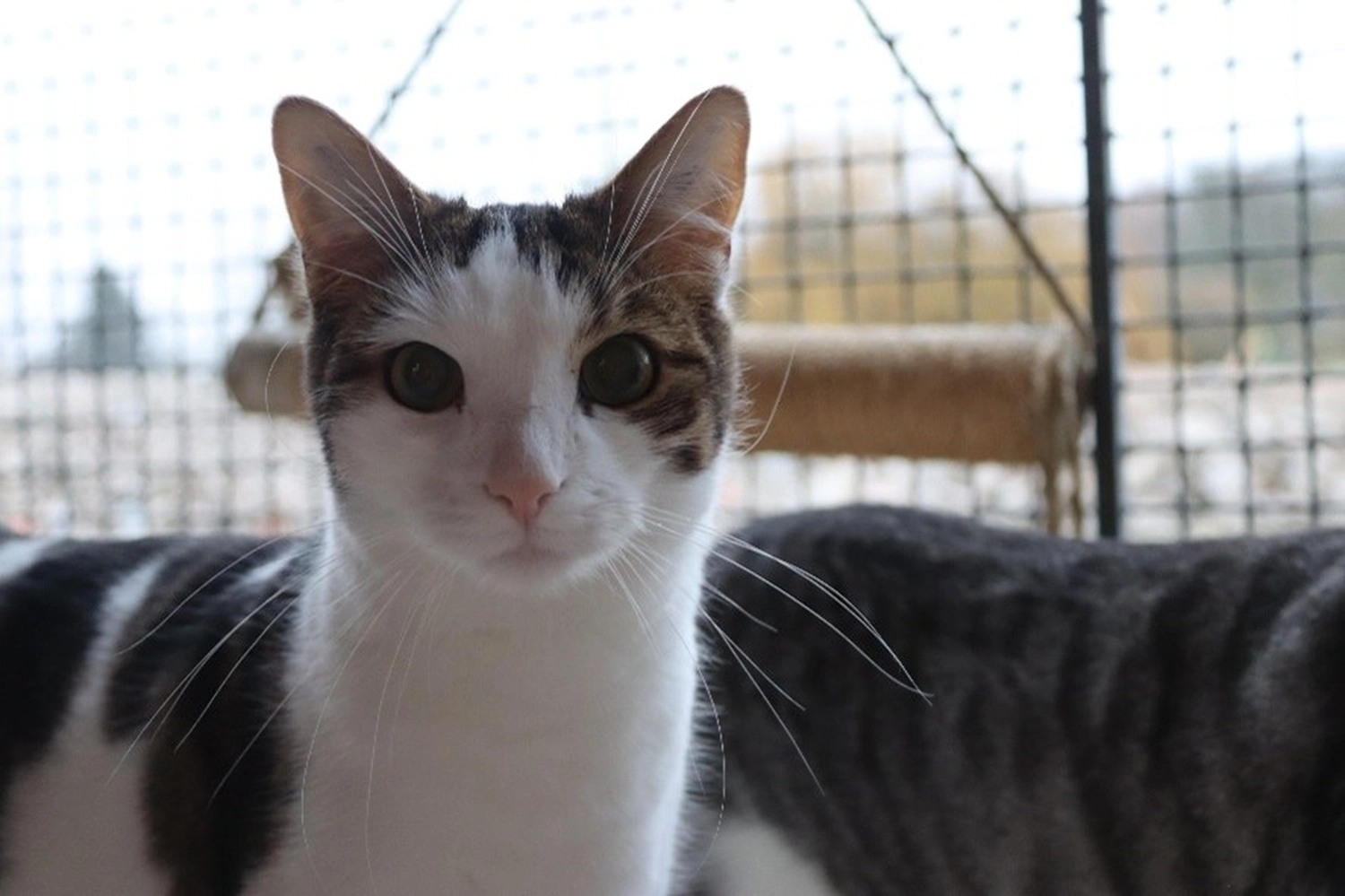 Katze von Tierschutzverein Pforzheim und Umgebung e.V