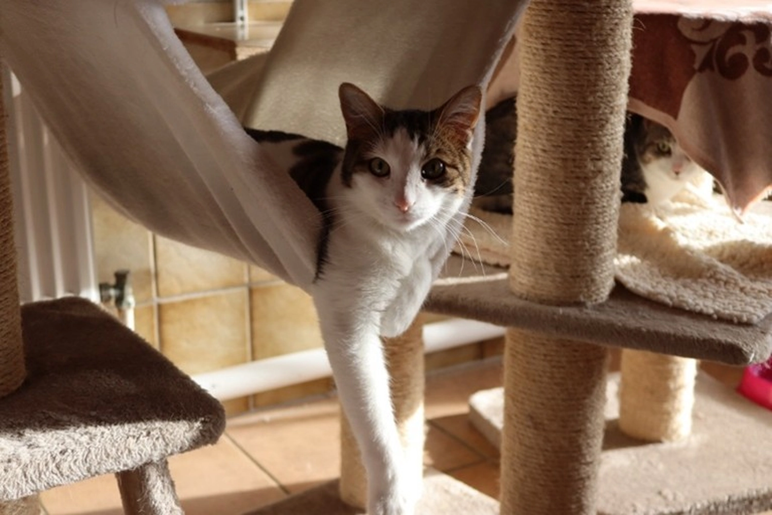 Katze von Tierschutzverein Pforzheim und Umgebung e.V