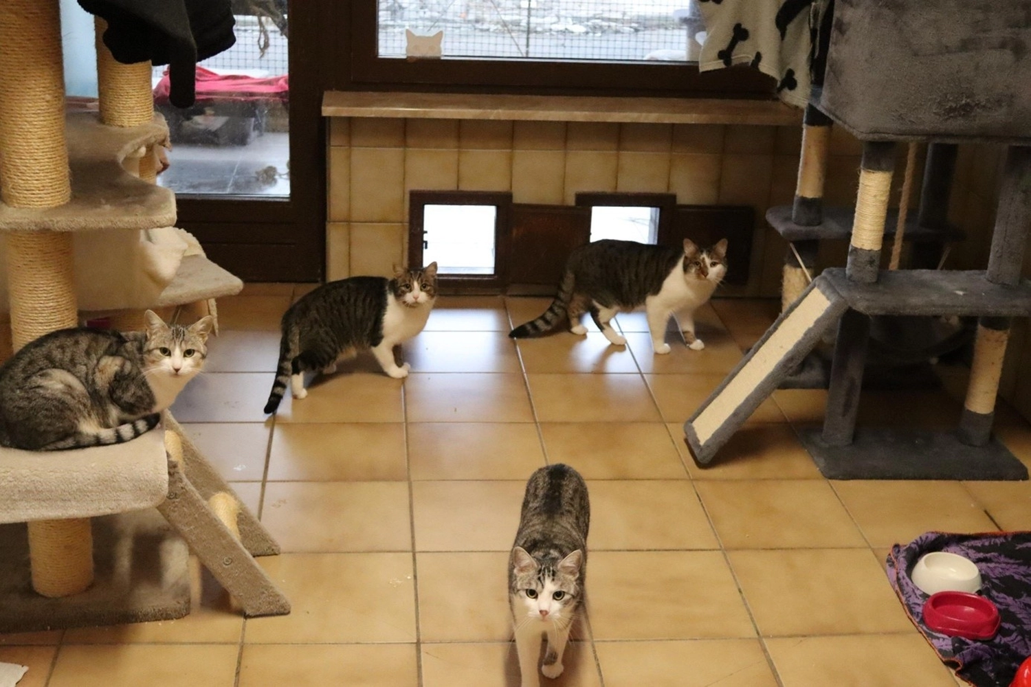 Katze von Tierschutzverein Pforzheim und Umgebung e.V