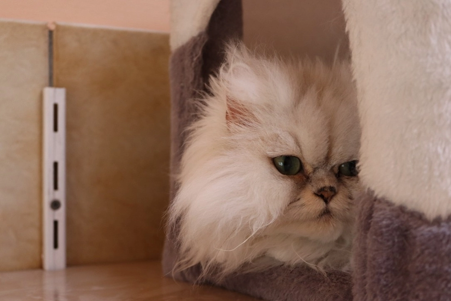 Hündinnen von Tierschutzverein Pforzheim und Umgebung e.V