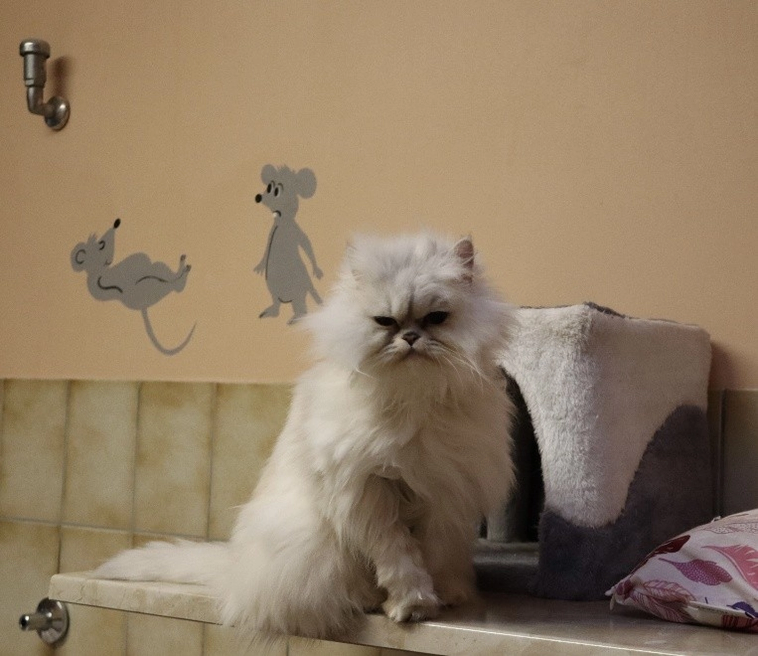 Katze von Tierschutzverein Pforzheim und Umgebung e.V