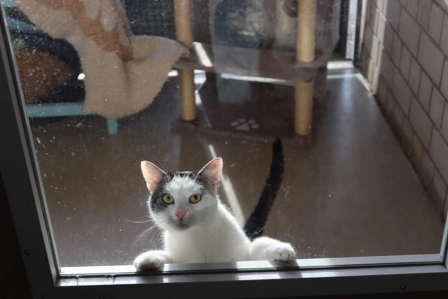 Katze von Tierschutzverein Pforzheim und Umgebung e.V