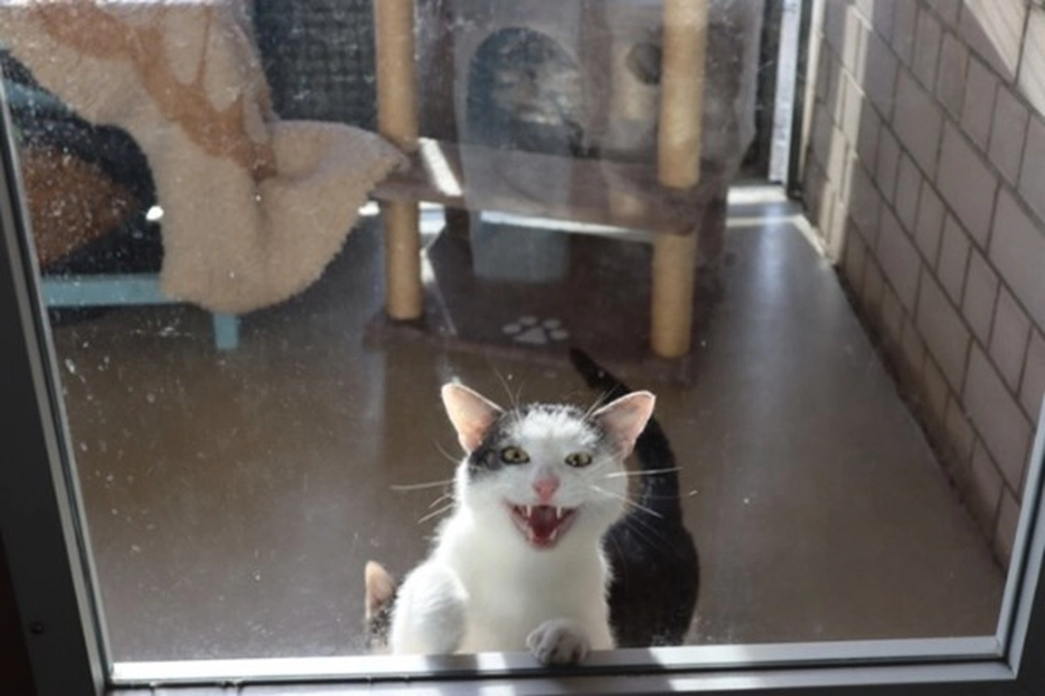 Katze von Tierschutzverein Pforzheim und Umgebung e.V