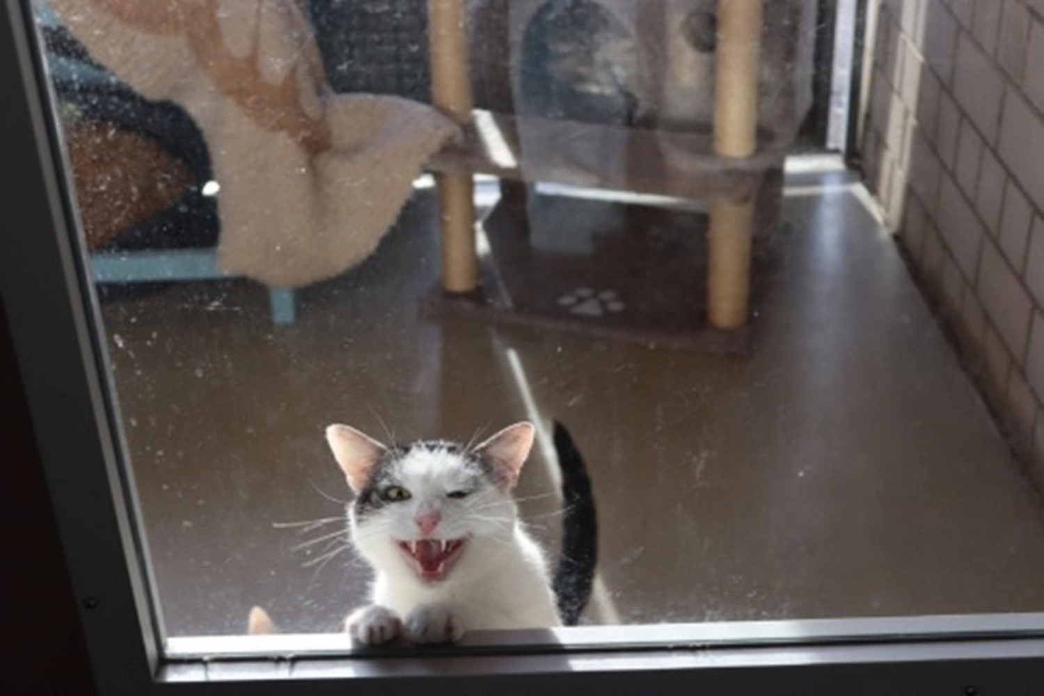 Katze von Tierschutzverein Pforzheim und Umgebung e.V