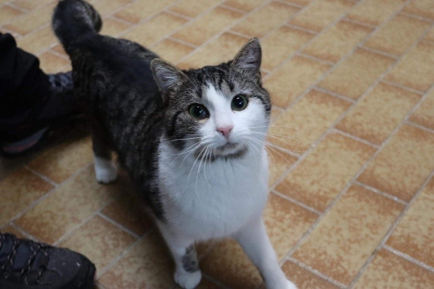 Katze von Tierschutzverein Pforzheim und Umgebung e.V