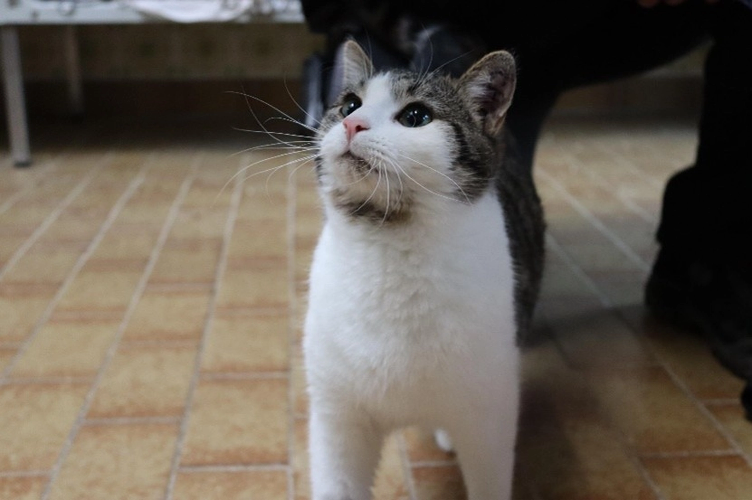 Katze von Tierschutzverein Pforzheim und Umgebung e.V