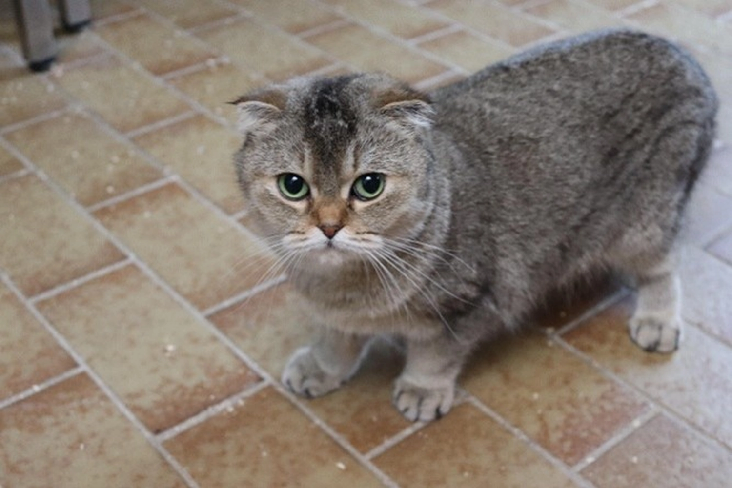 Hündinnen von Tierschutzverein Pforzheim und Umgebung e.V