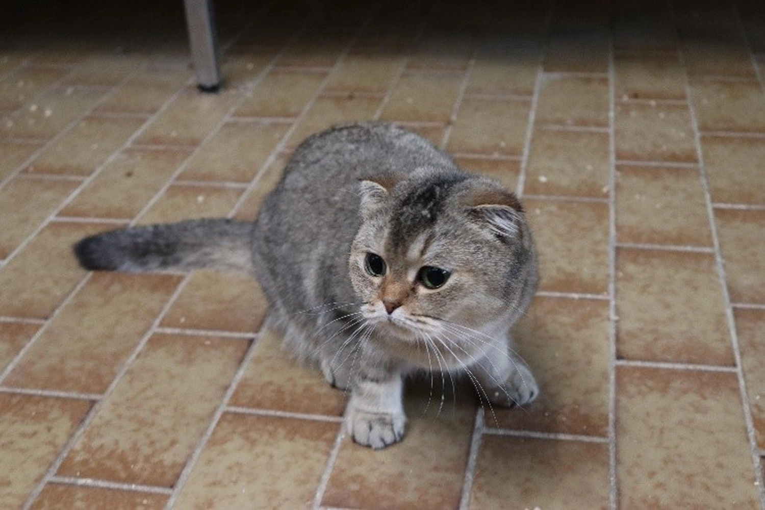 Katze von Tierschutzverein Pforzheim und Umgebung e.V