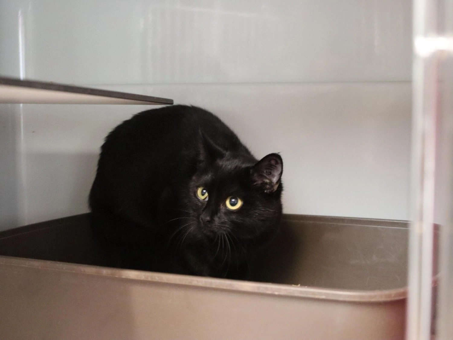 Hündinnen von Tierschutzverein Pforzheim und Umgebung e.V