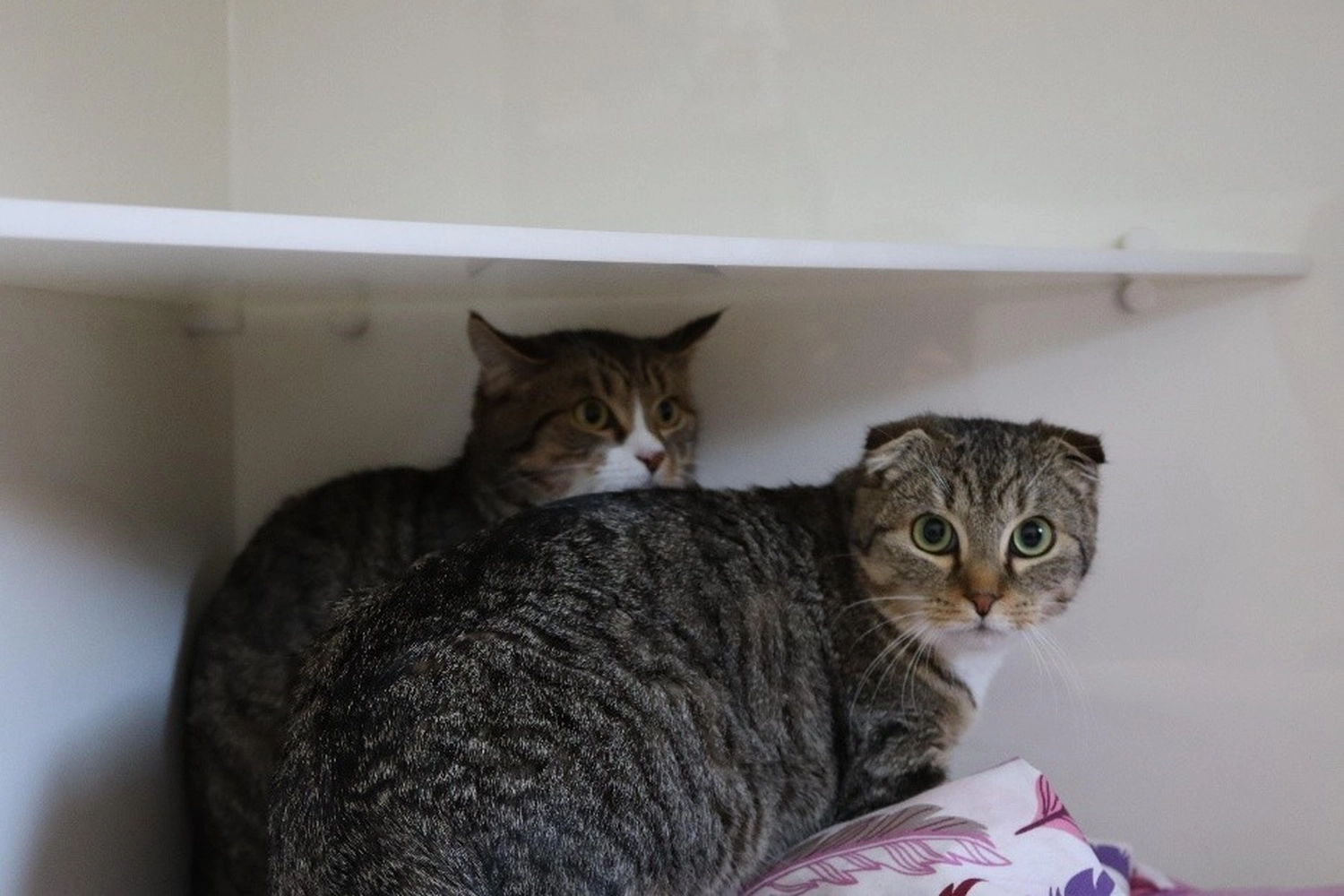 Katze von Tierschutzverein Pforzheim und Umgebung e.V