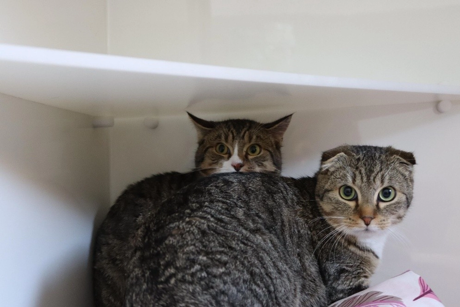 Hündinnen von Tierschutzverein Pforzheim und Umgebung e.V