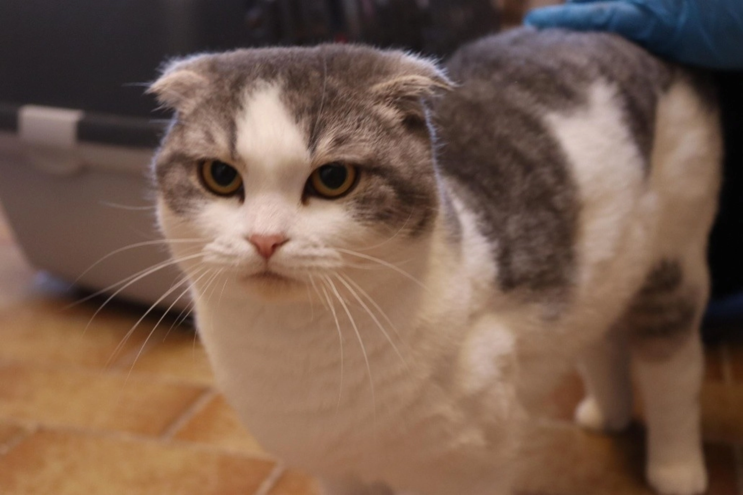 Katze von Tierschutzverein Pforzheim und Umgebung e.V