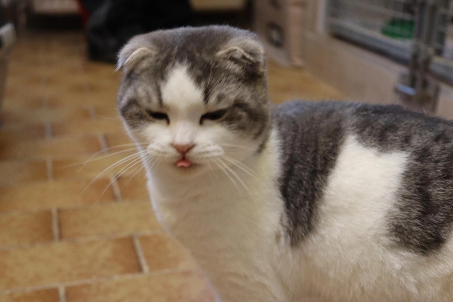 Hündinnen von Tierschutzverein Pforzheim und Umgebung e.V