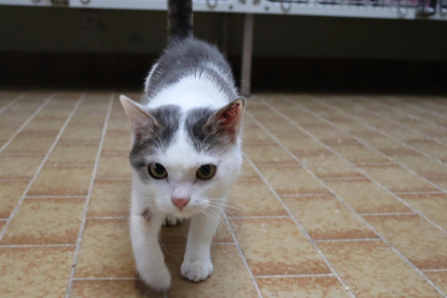Katze von Tierschutzverein Pforzheim und Umgebung e.V