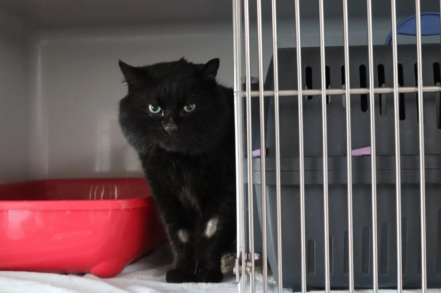 Katze von Tierschutzverein Pforzheim und Umgebung e.V