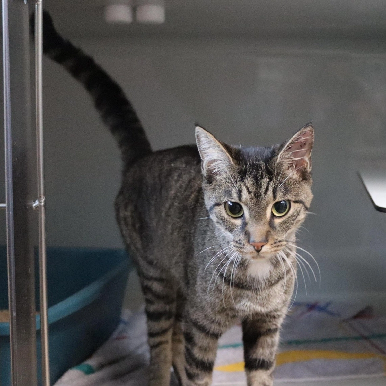 Katze von Tierschutzverein Pforzheim und Umgebung e.V