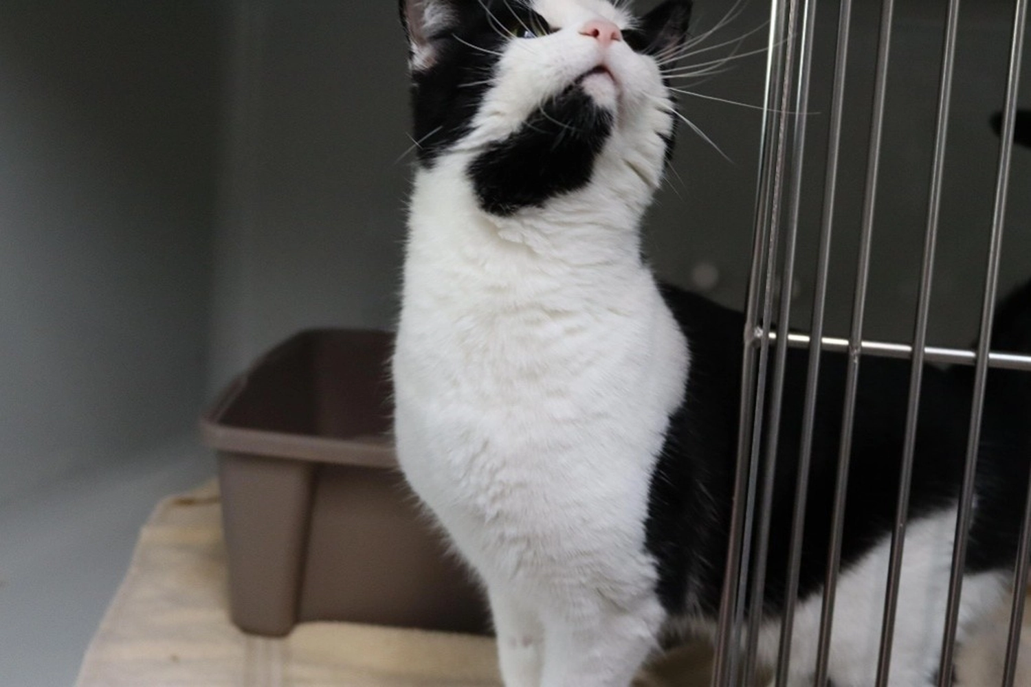 Katze von Tierschutzverein Pforzheim und Umgebung e.V