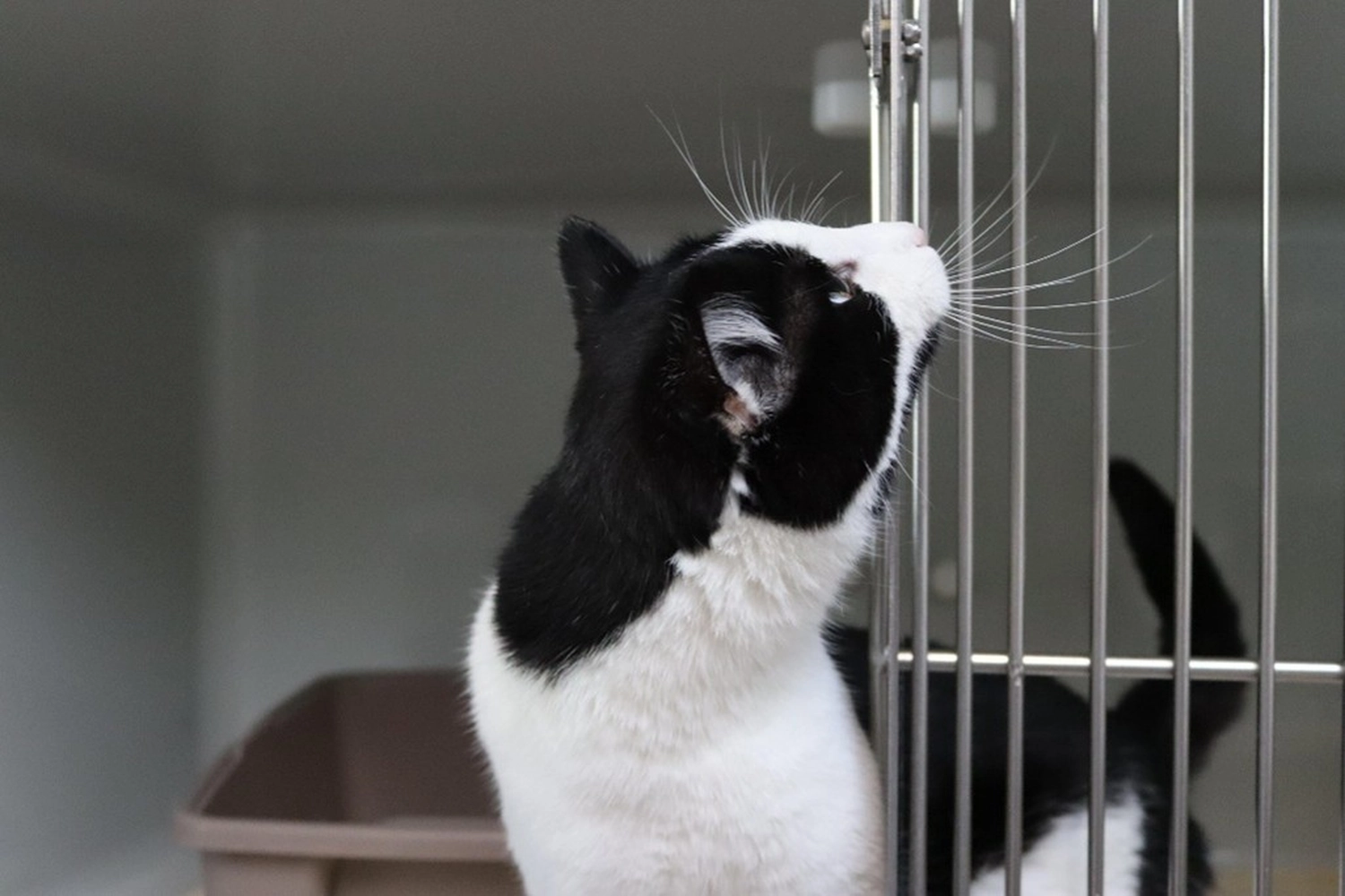 Katze von Tierschutzverein Pforzheim und Umgebung e.V