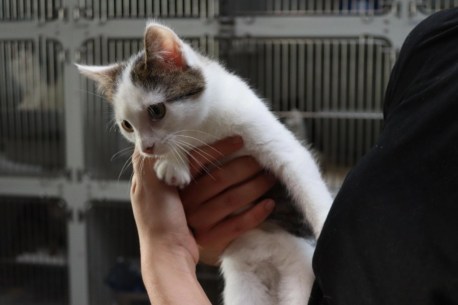 Katze von Tierschutzverein Pforzheim und Umgebung e.V