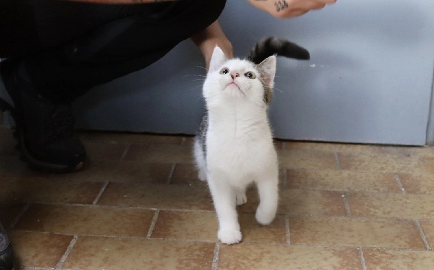 Katze von Tierschutzverein Pforzheim und Umgebung e.V