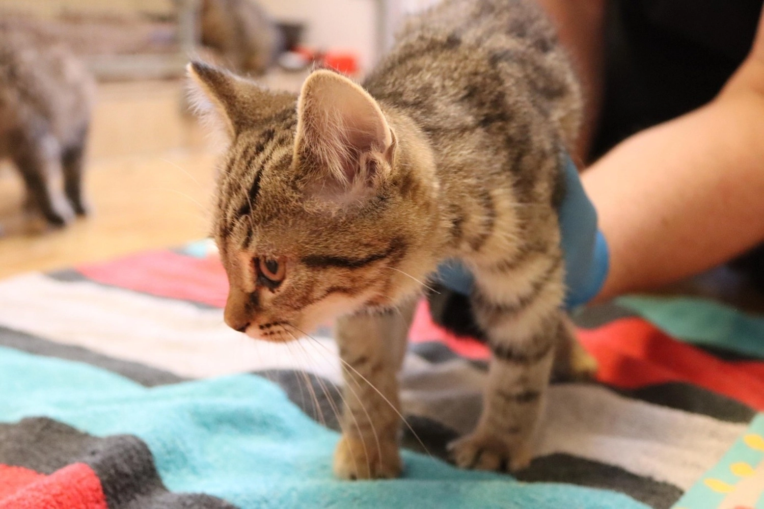 Katze von Tierschutzverein Pforzheim und Umgebung e.V