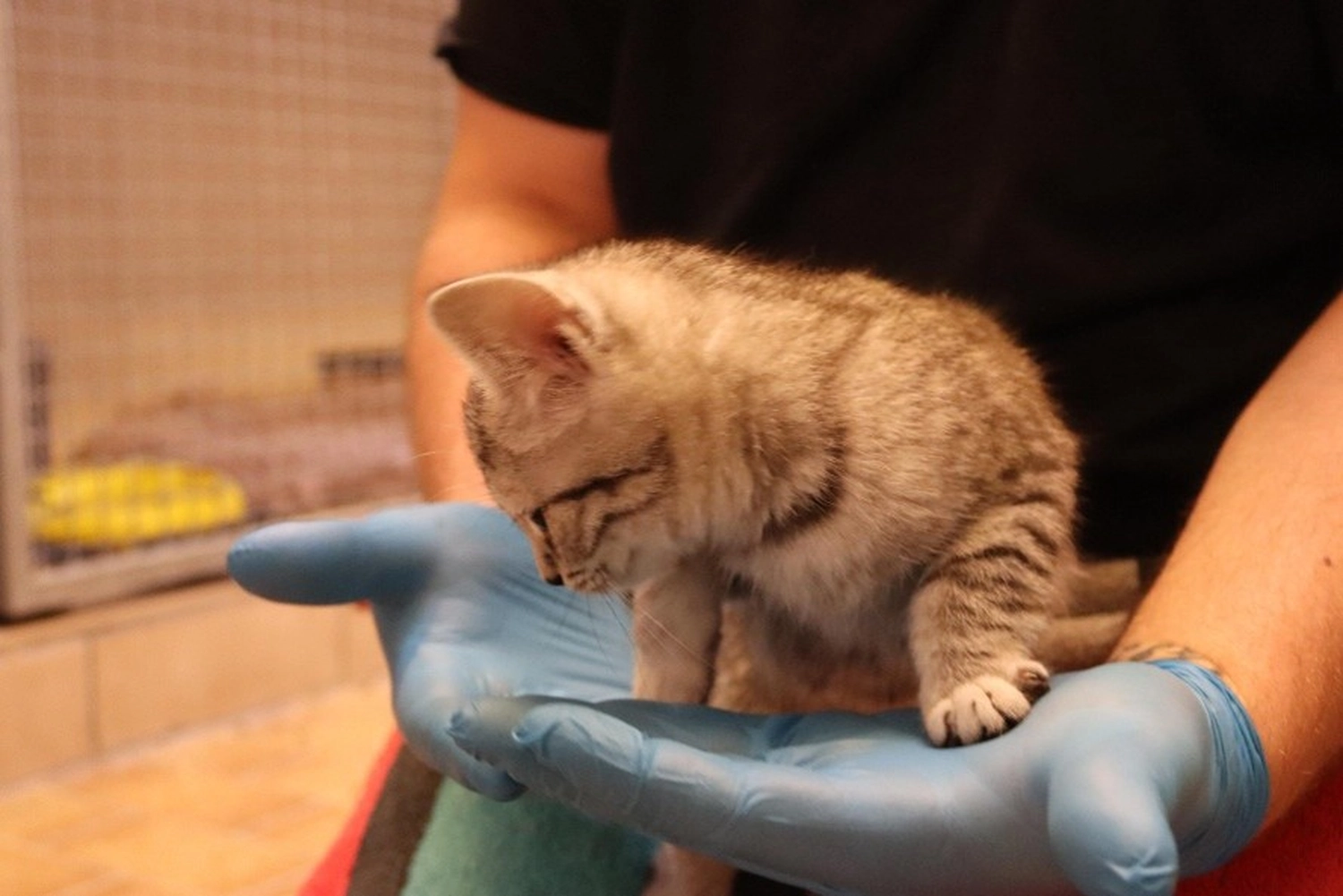 Katze von Tierschutzverein Pforzheim und Umgebung e.V