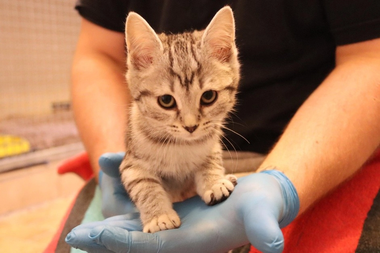 Katze von Tierschutzverein Pforzheim und Umgebung e.V