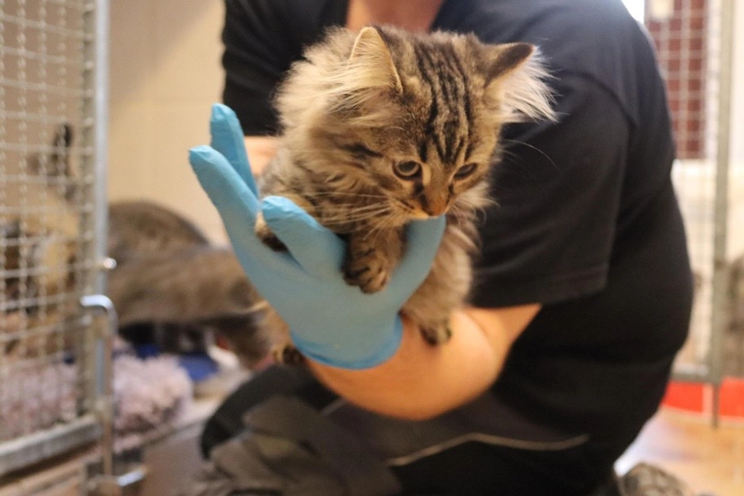 Katze von Tierschutzverein Pforzheim und Umgebung e.V