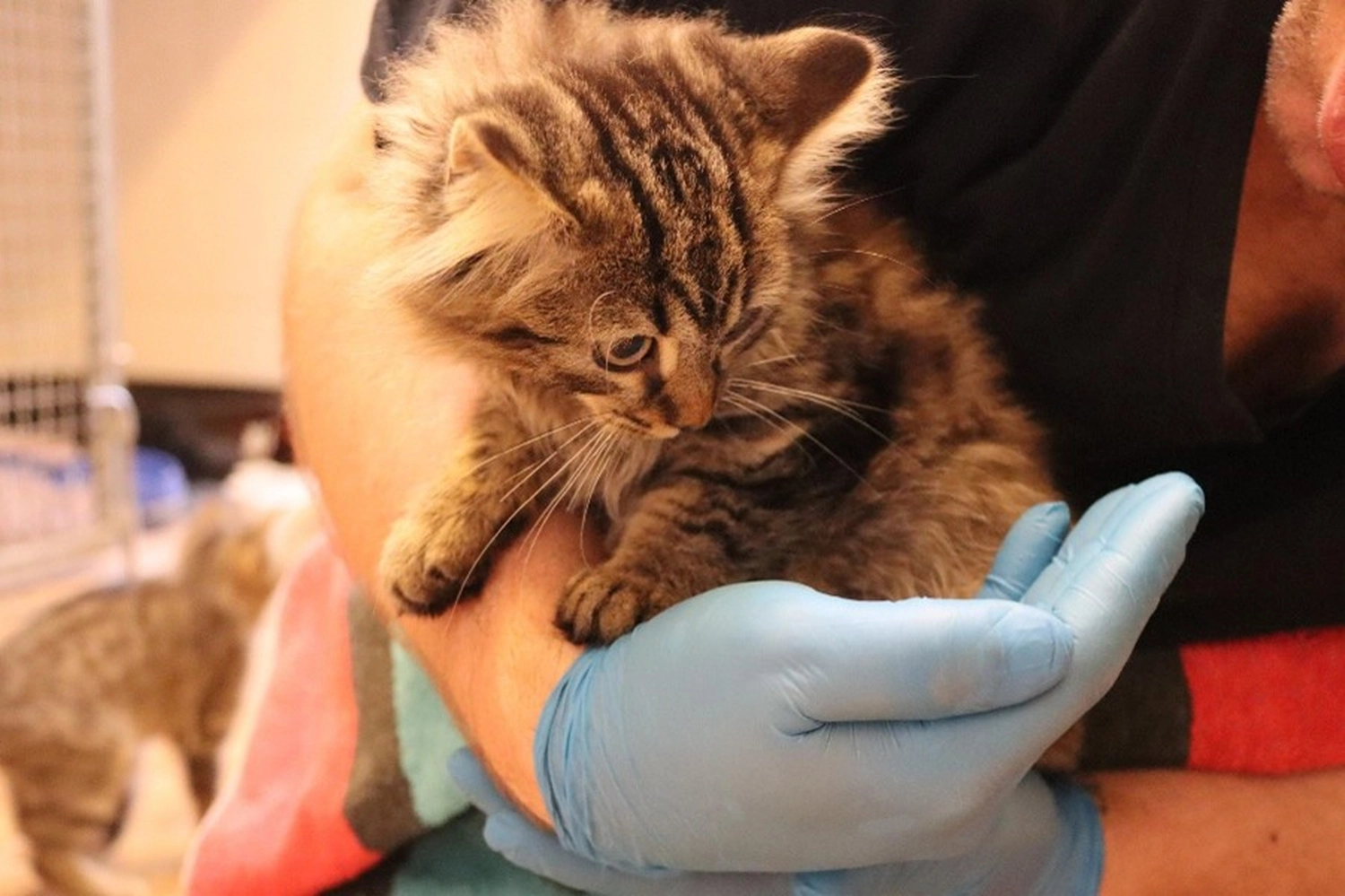 Katze von Tierschutzverein Pforzheim und Umgebung e.V