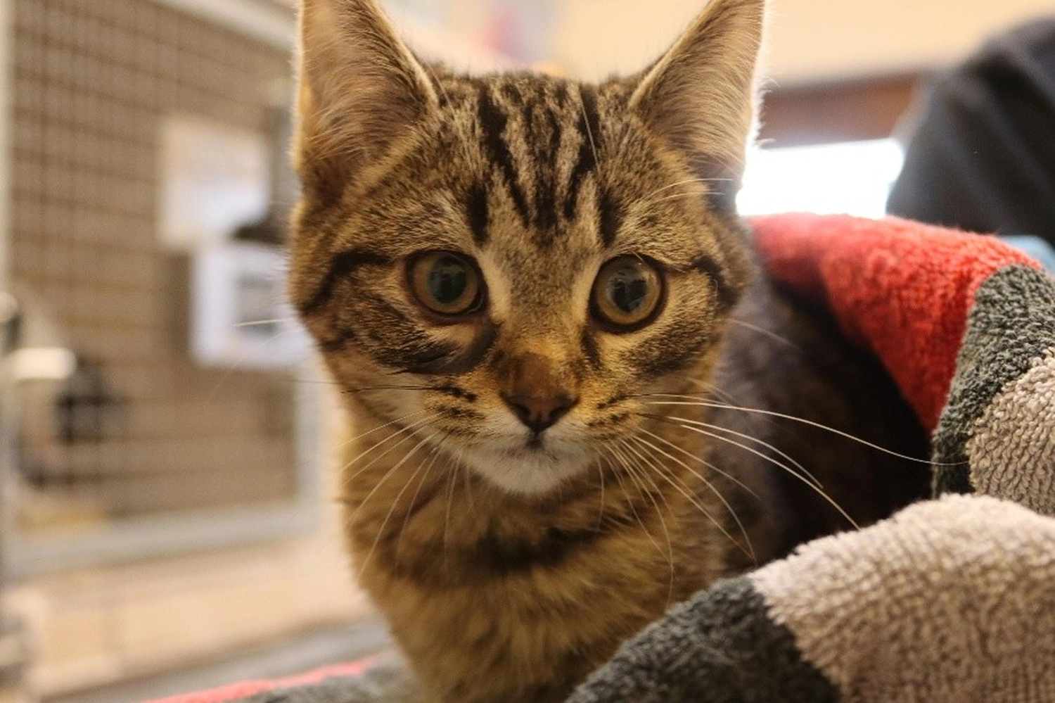 Katze von Tierschutzverein Pforzheim und Umgebung e.V