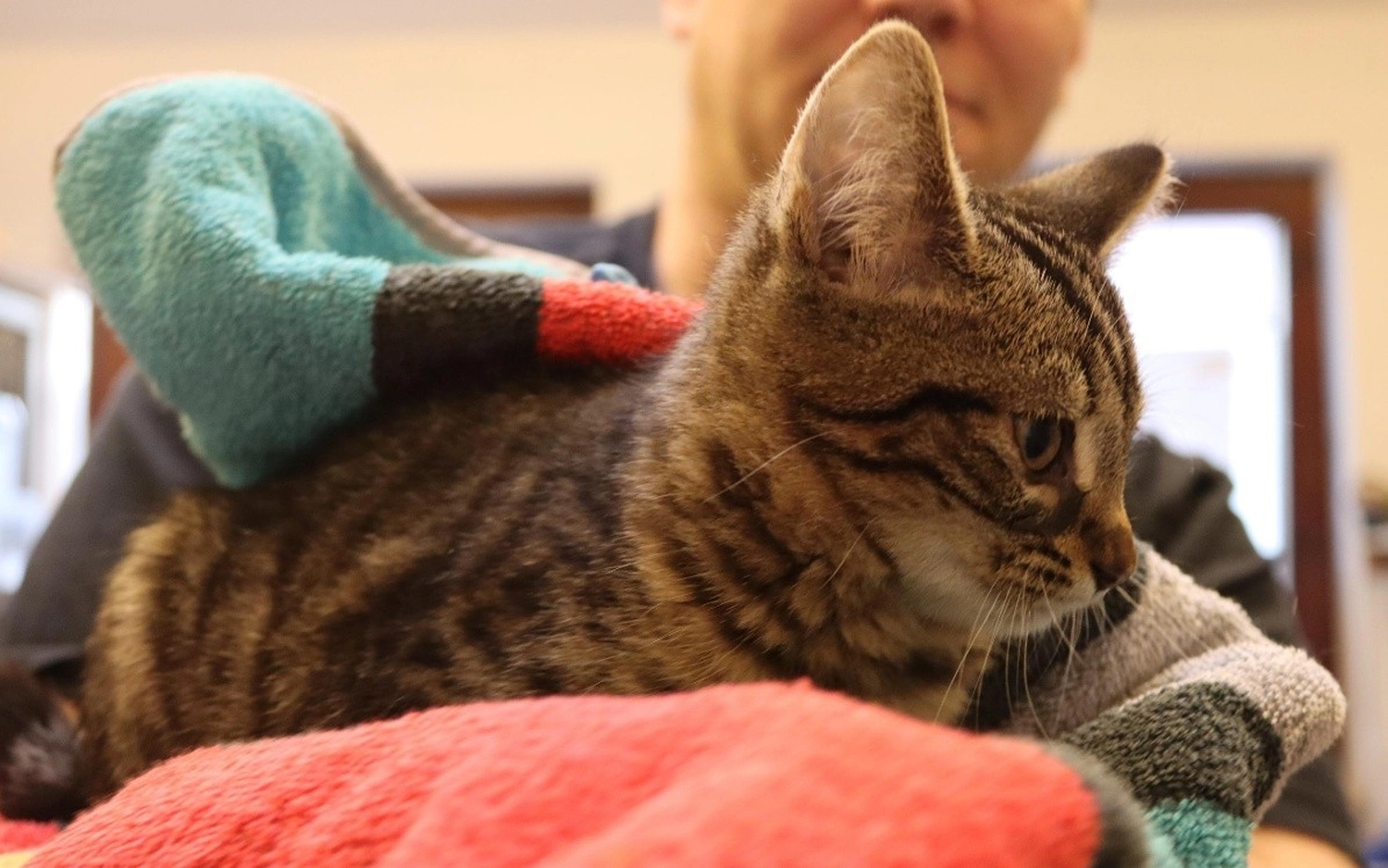 Katze von Tierschutzverein Pforzheim und Umgebung e.V