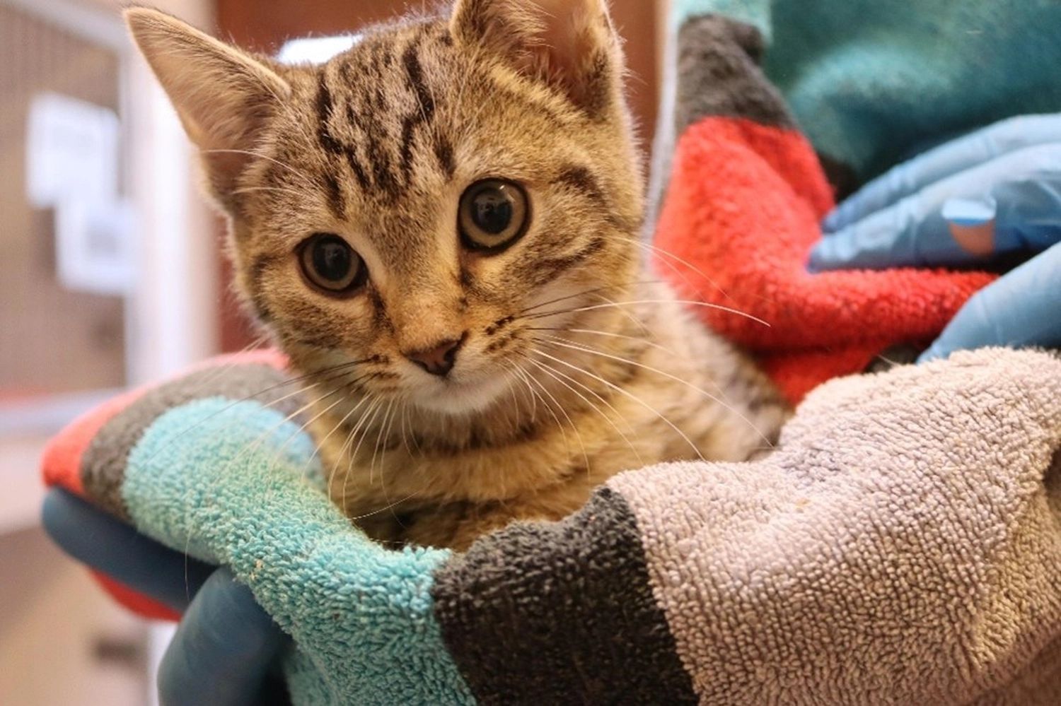 Katze von Tierschutzverein Pforzheim und Umgebung e.V