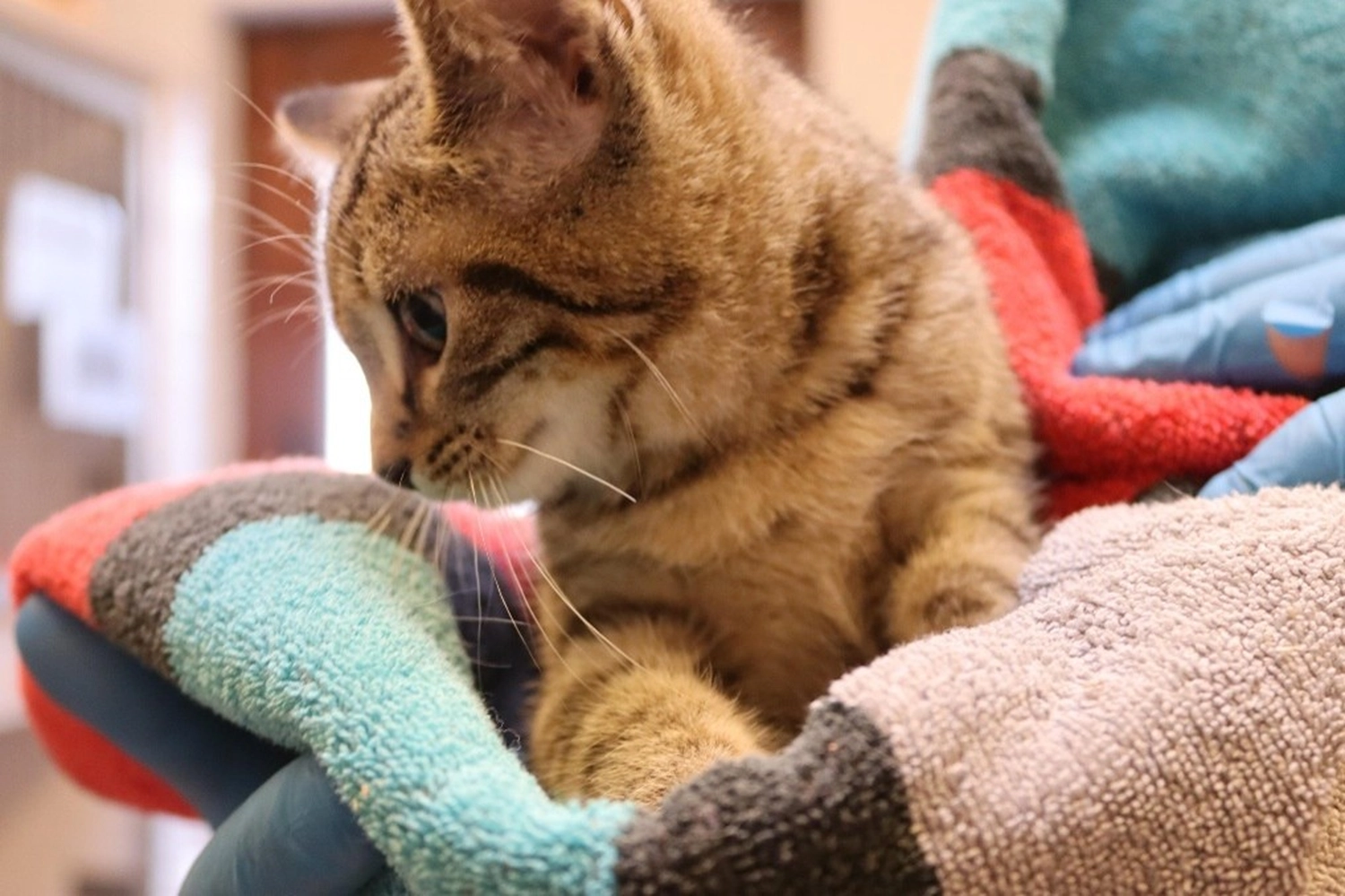 Katze von Tierschutzverein Pforzheim und Umgebung e.V