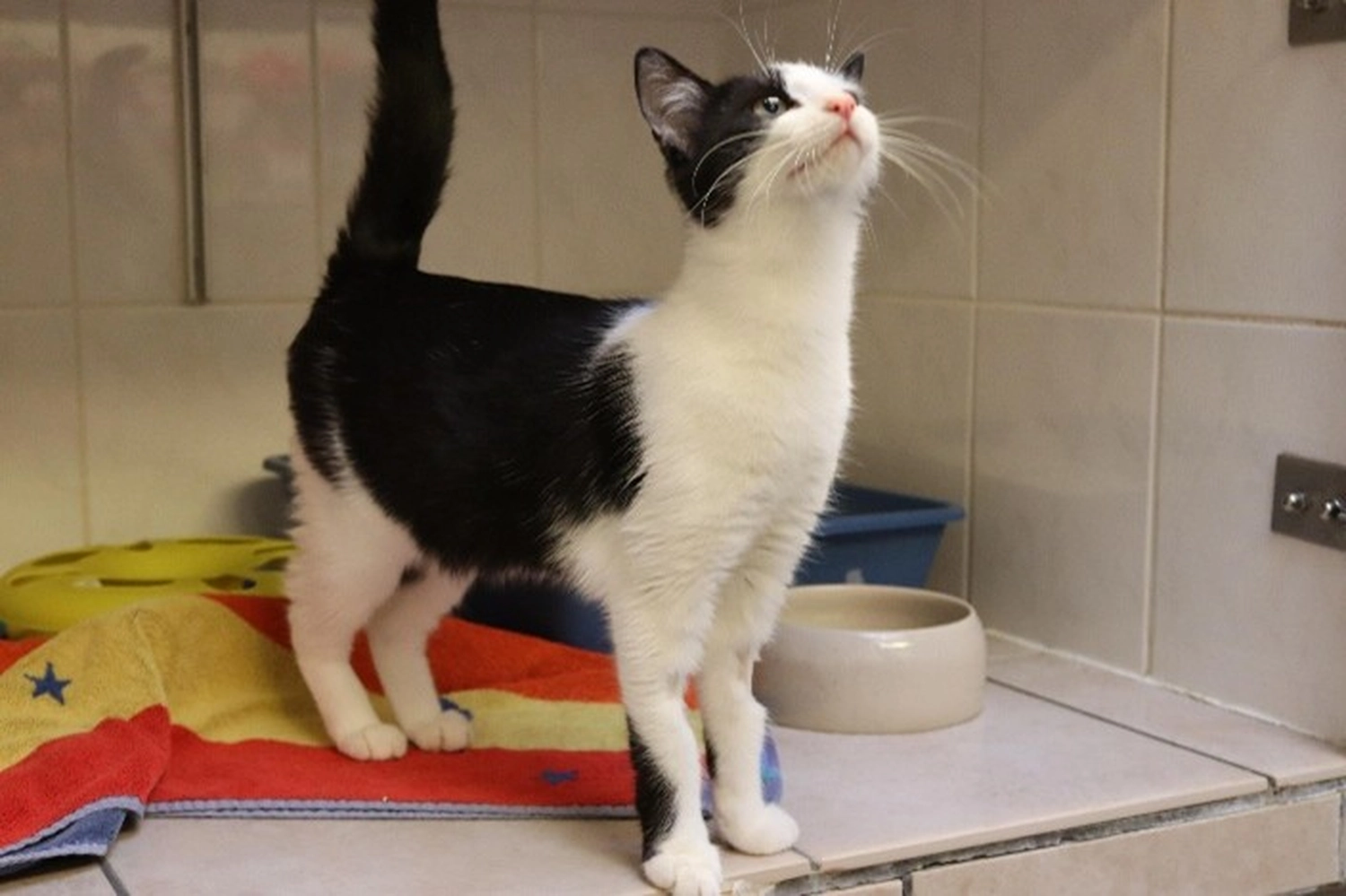 Katze von Tierschutzverein Pforzheim und Umgebung e.V