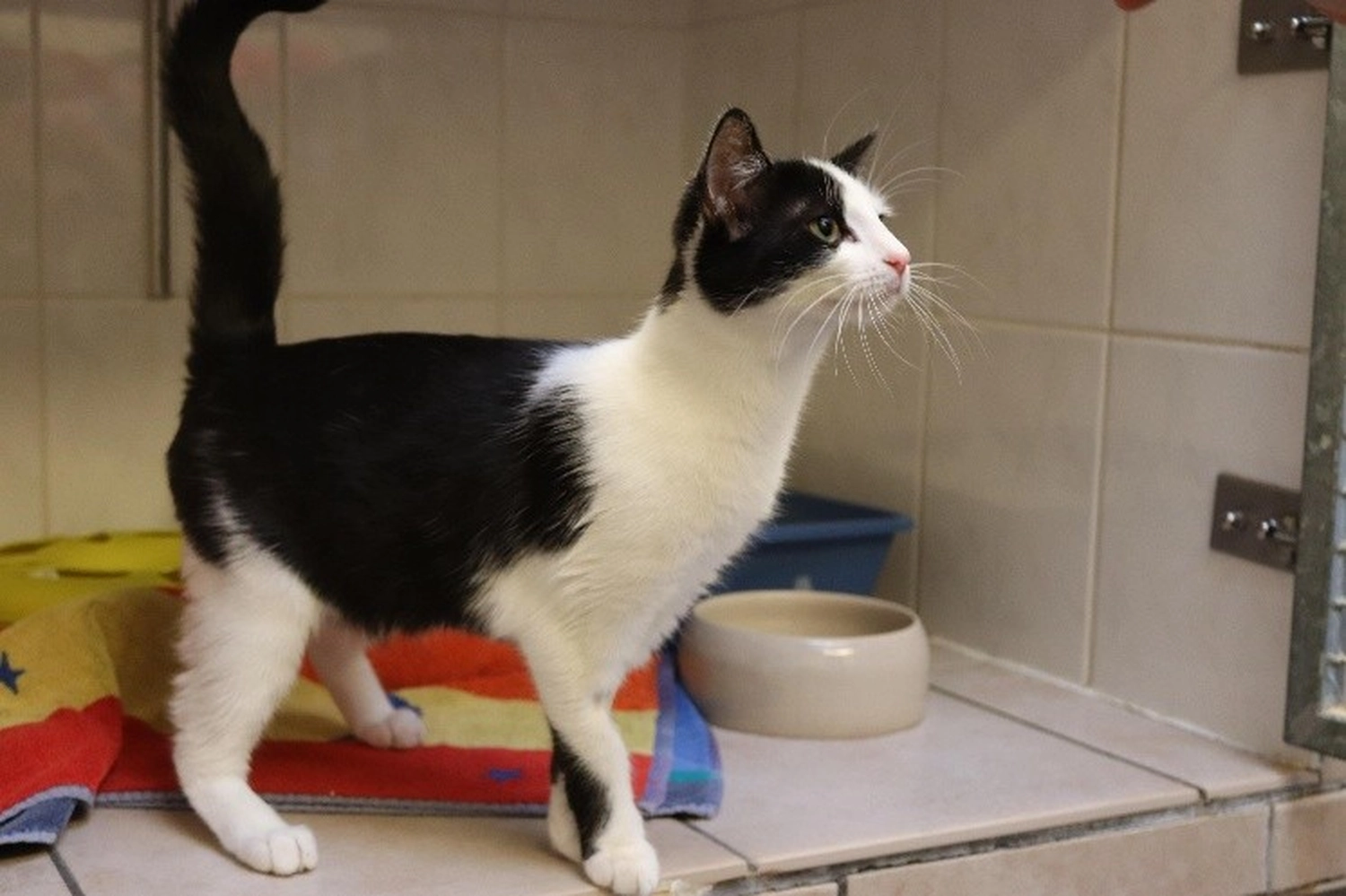 Katze von Tierschutzverein Pforzheim und Umgebung e.V