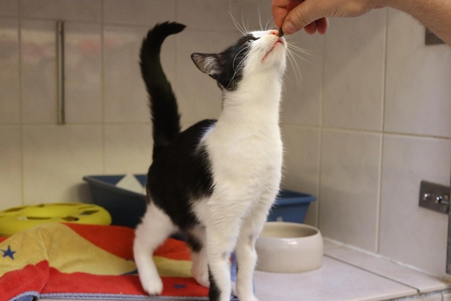 Katze von Tierschutzverein Pforzheim und Umgebung e.V