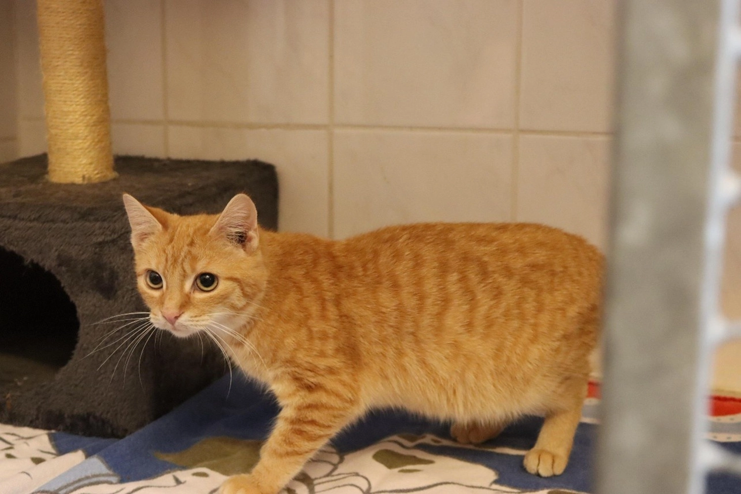 Katze von Tierschutzverein Pforzheim und Umgebung e.V