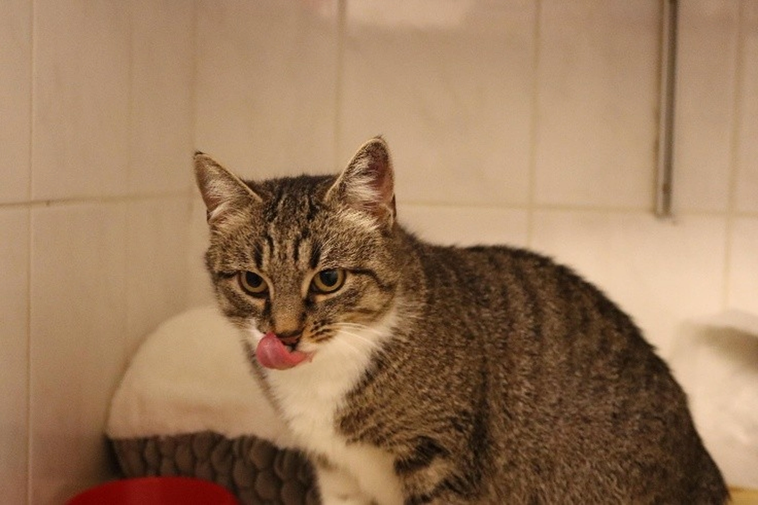 Katze von Tierschutzverein Pforzheim und Umgebung e.V