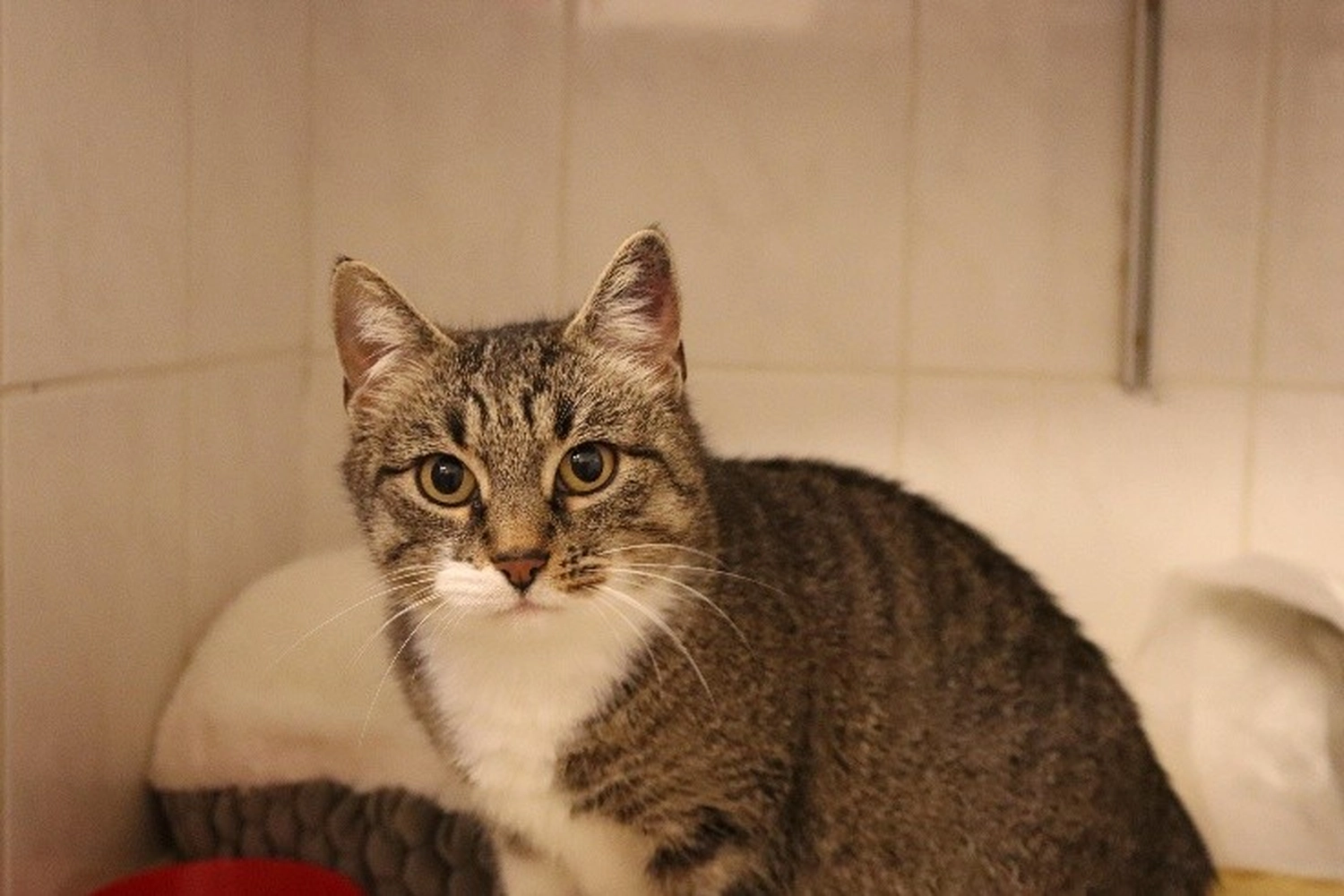 Katze von Tierschutzverein Pforzheim und Umgebung e.V