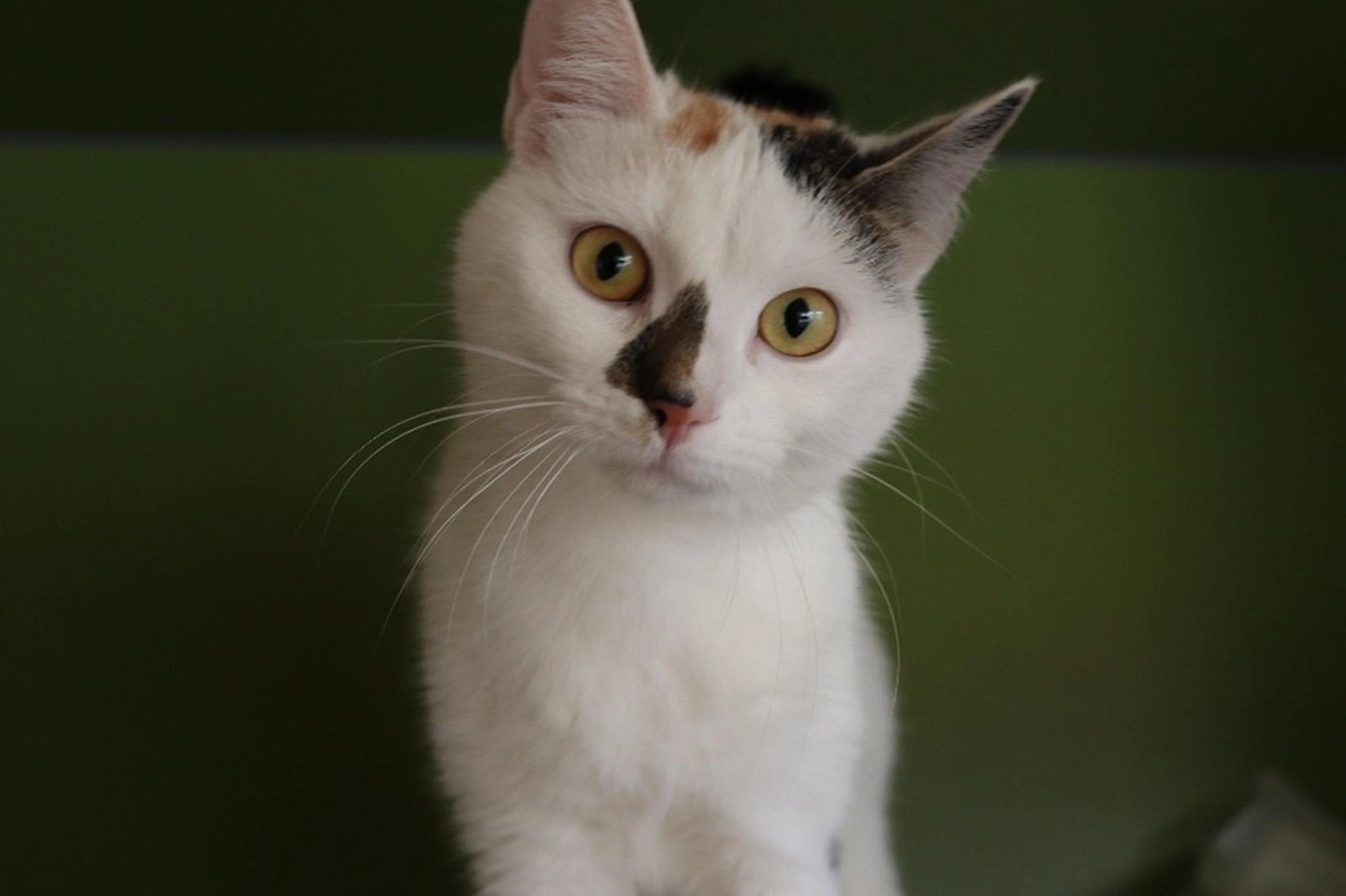 Katze von Tierschutzverein Pforzheim und Umgebung e.V