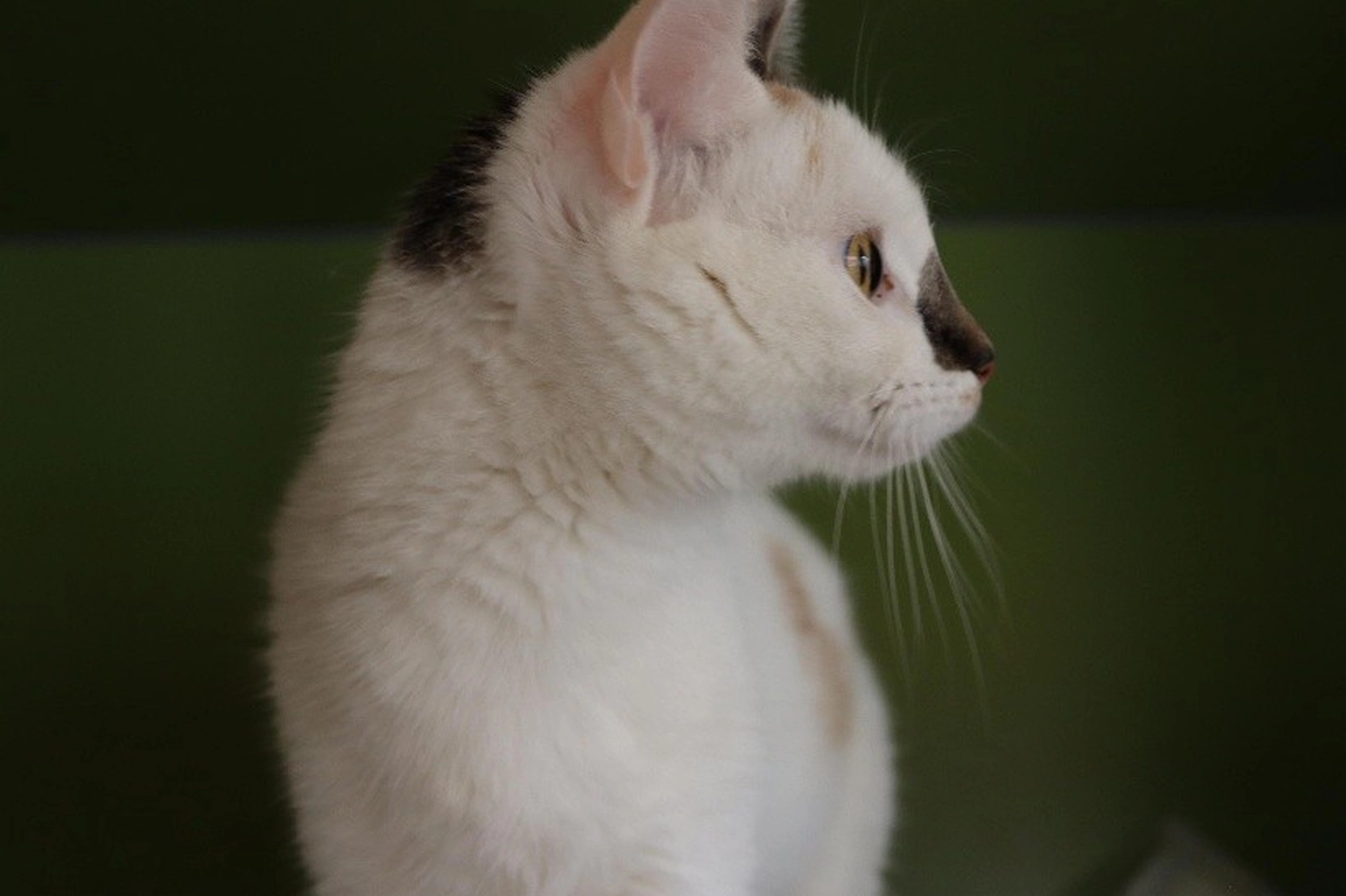 Katze von Tierschutzverein Pforzheim und Umgebung e.V