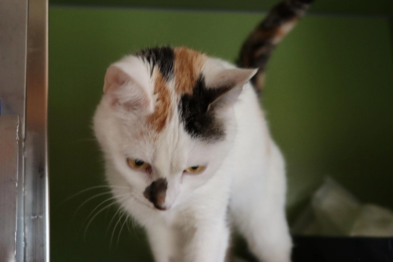 Katze von Tierschutzverein Pforzheim und Umgebung e.V