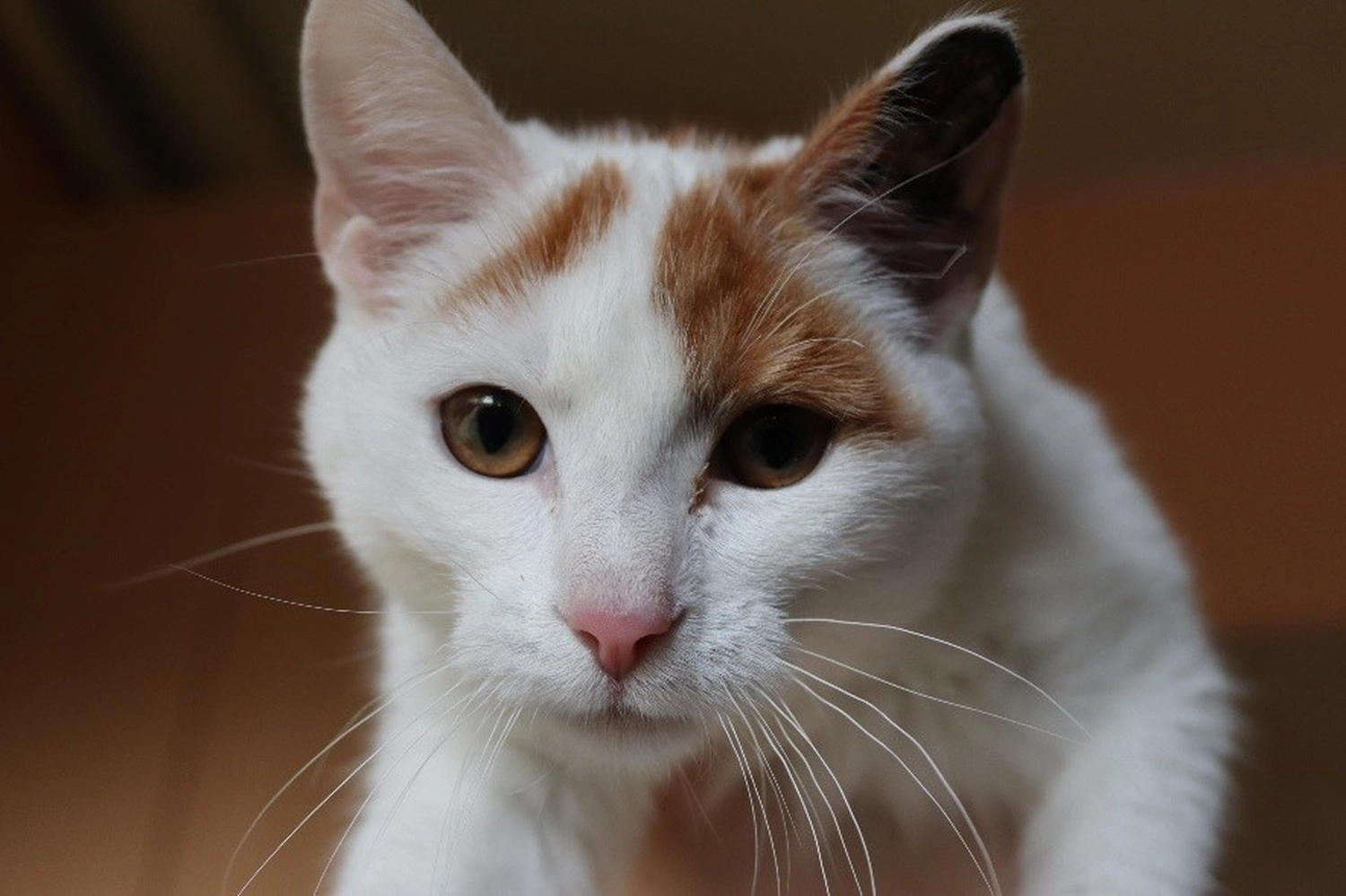 Katze von Tierschutzverein Pforzheim und Umgebung e.V