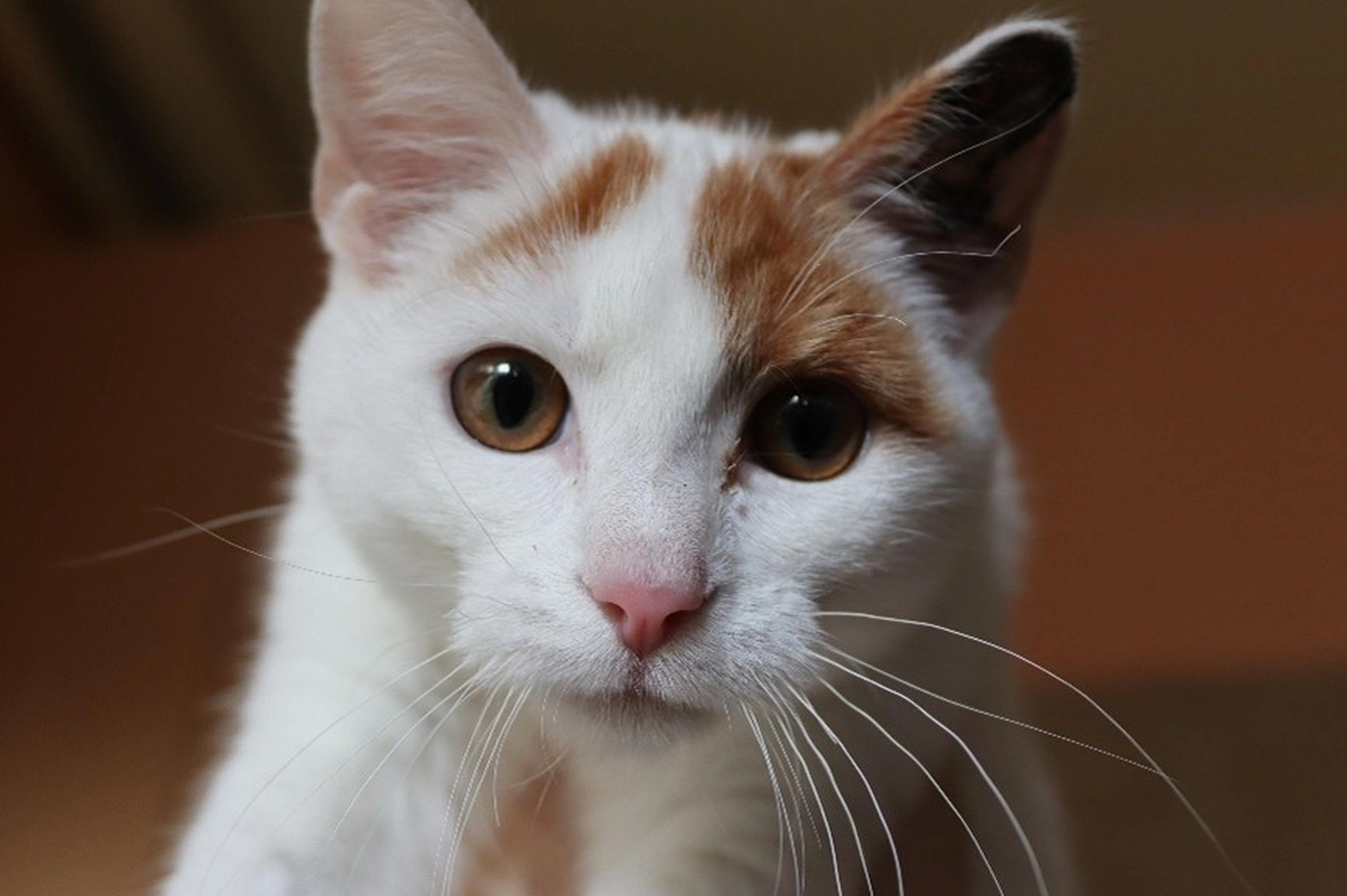 Katze von Tierschutzverein Pforzheim und Umgebung e.V