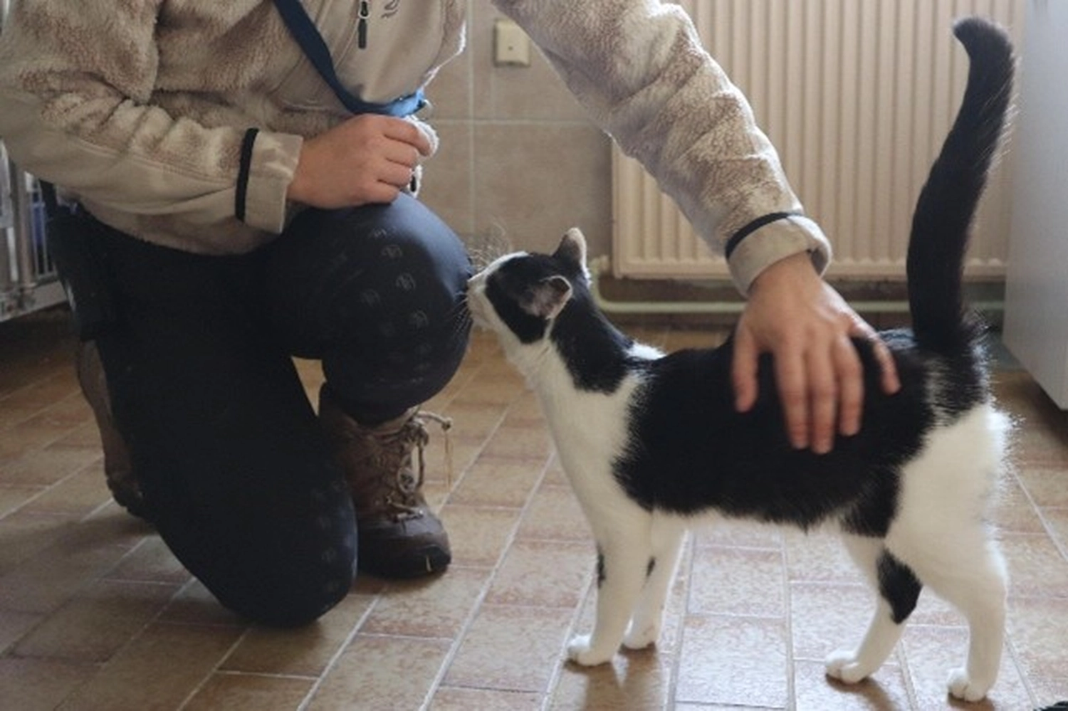 Katze von Tierschutzverein Pforzheim und Umgebung e.V