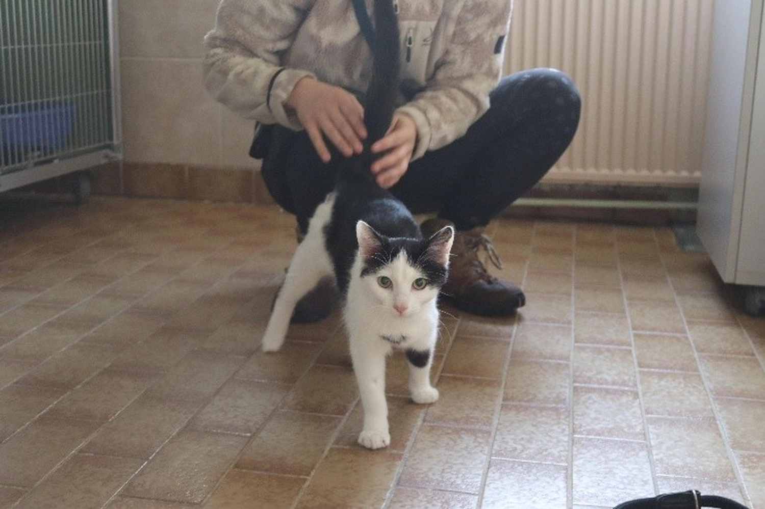 Katze von Tierschutzverein Pforzheim und Umgebung e.V