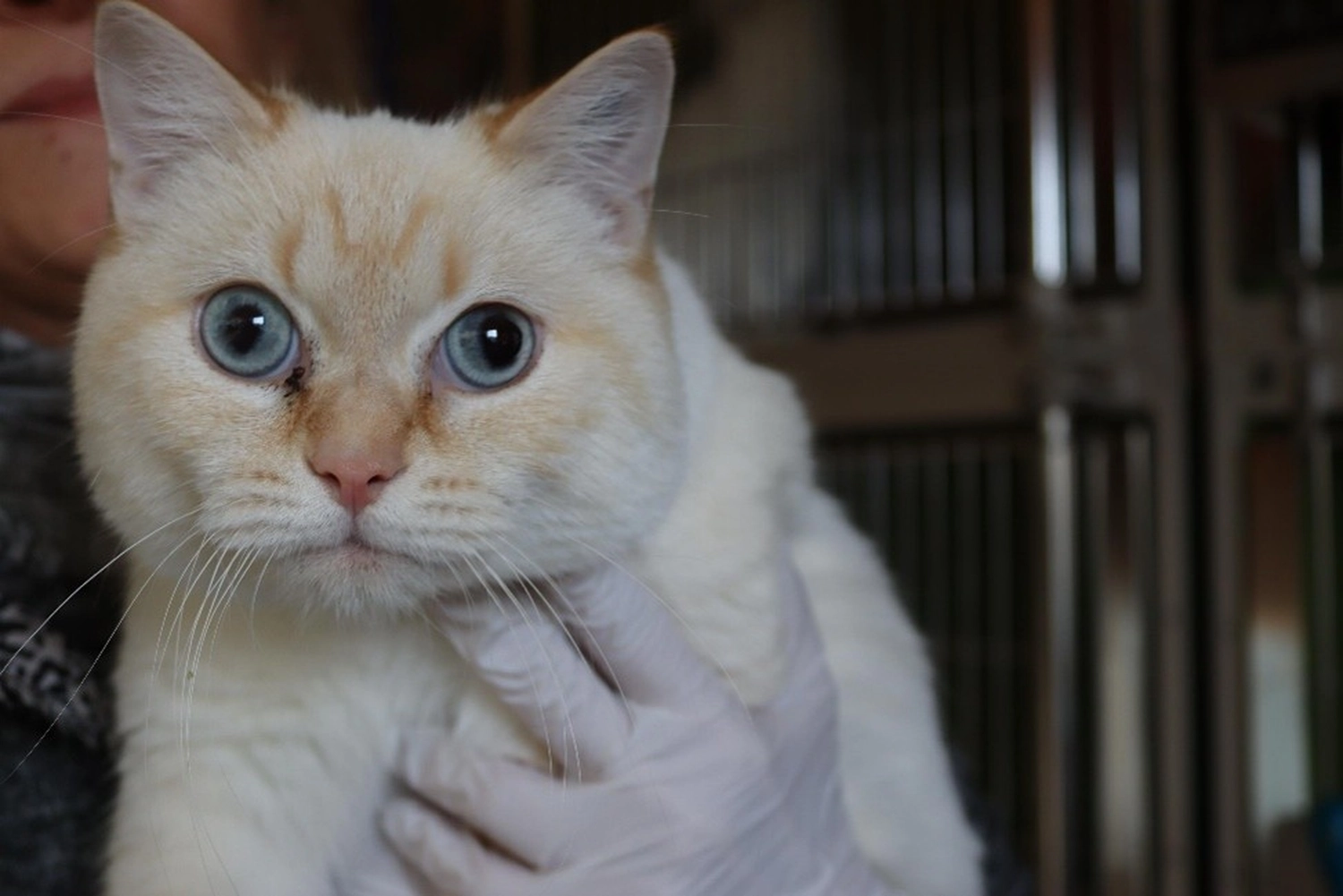 Hündinnen von Tierschutzverein Pforzheim und Umgebung e.V