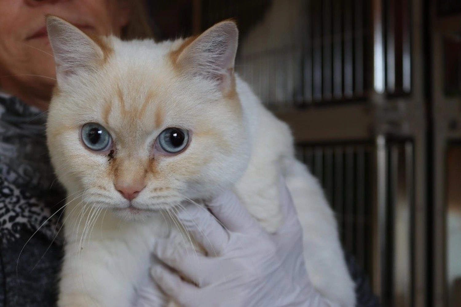 Katze von Tierschutzverein Pforzheim und Umgebung e.V